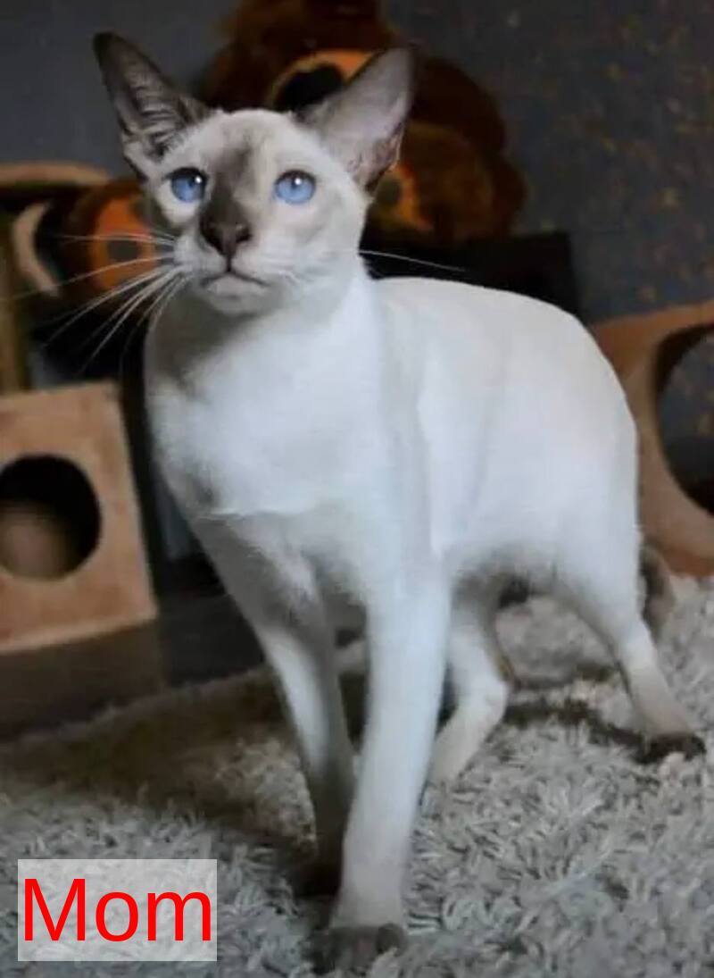 Rivz Oriental Shorthair male, cinnamon