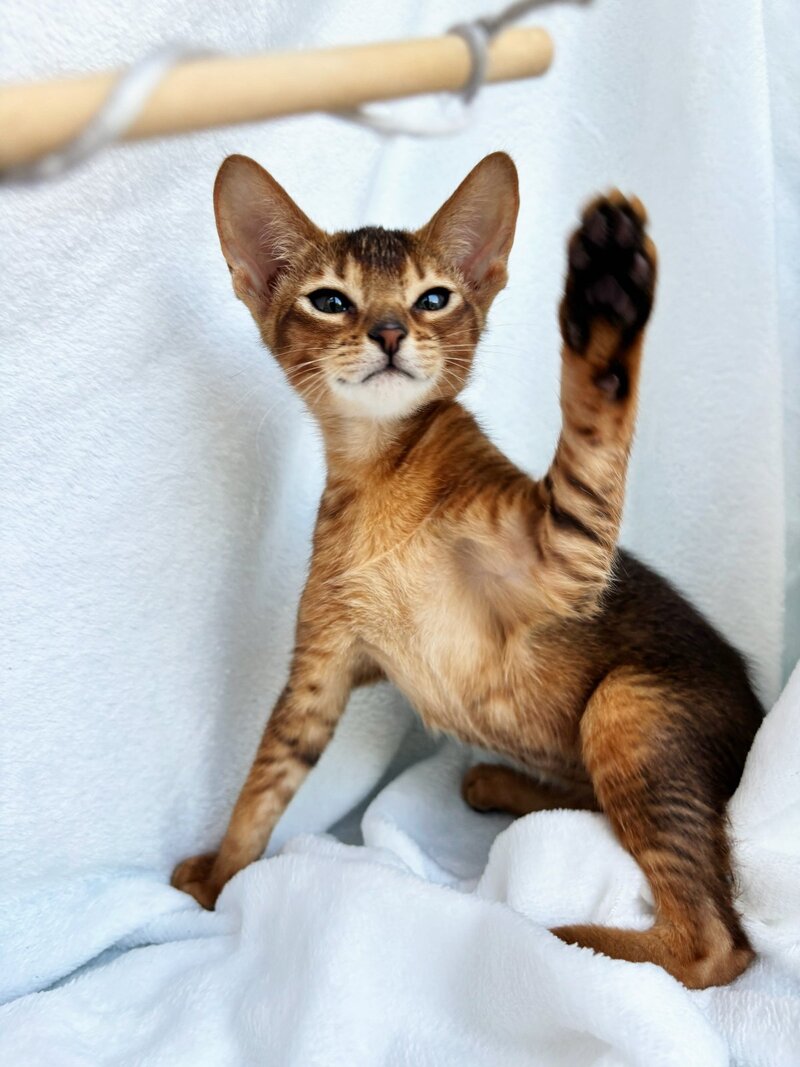 Saimon Abyssinian male, ruddy