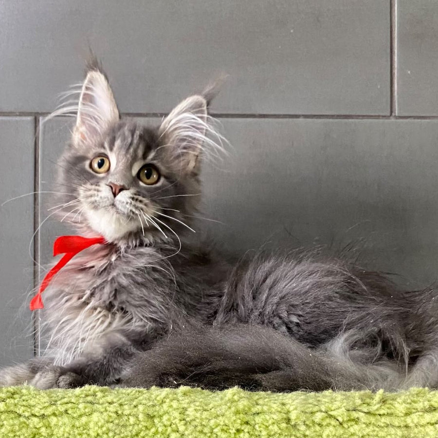Vendy Maine Coon female, blue tabby