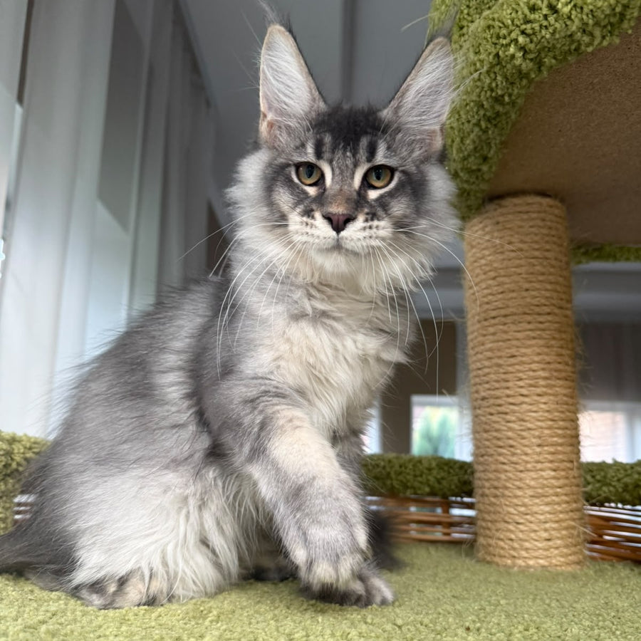Invar Maine Coon male, blue silver ticked tabby