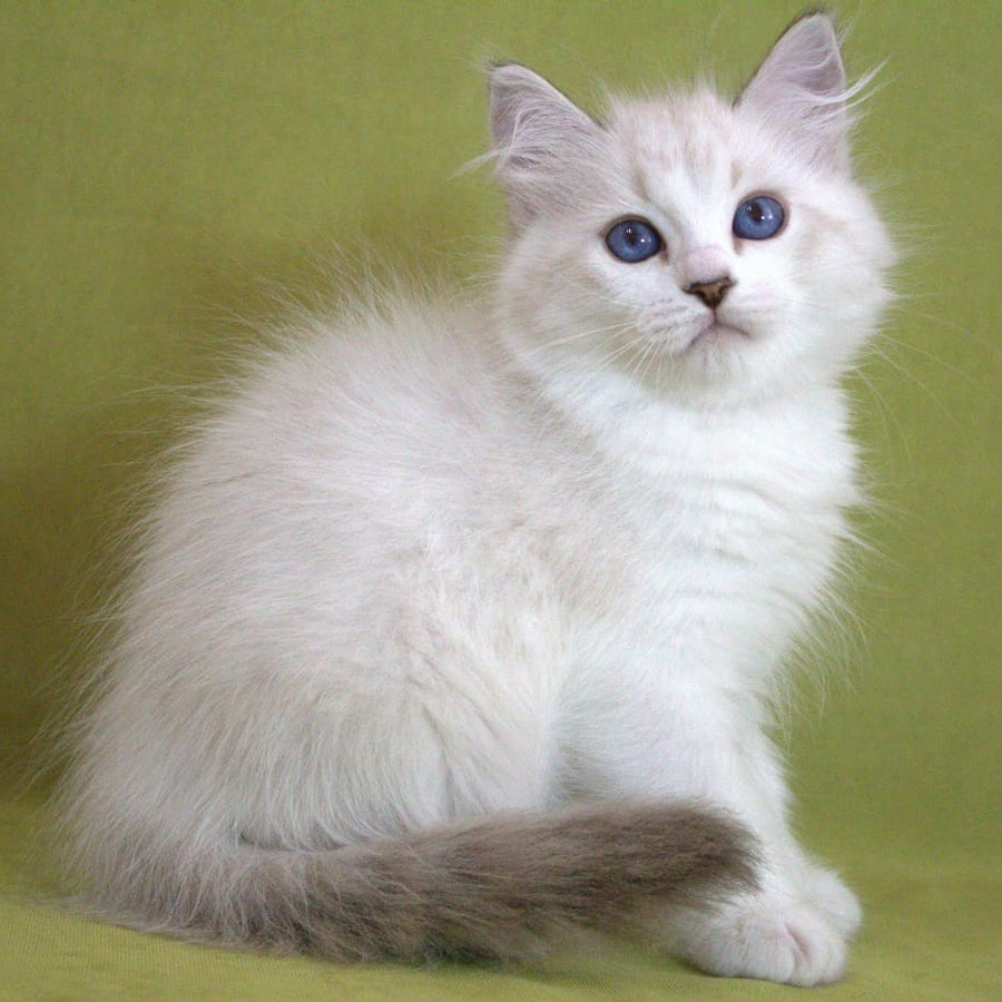 Hammer Siberian male, black bicolour tabby pointed