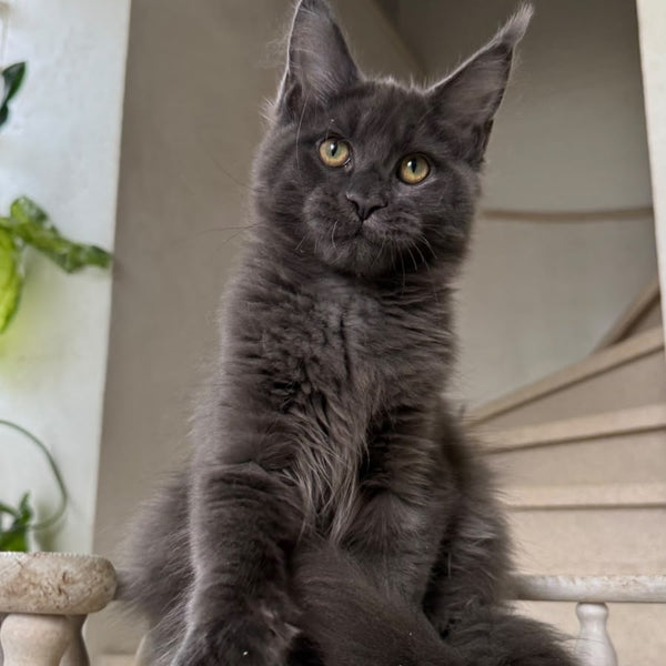 Jina Maine Coon female, blue silver with white