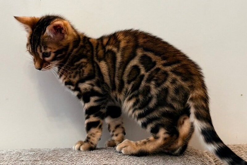 Blake Bengal male black spotted tabby - live animals