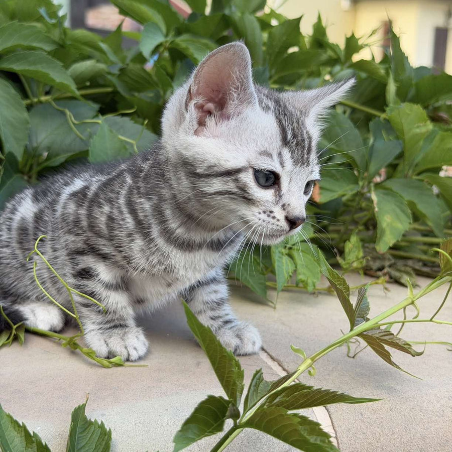 Cartier Bengal male, black silver spotted tabby