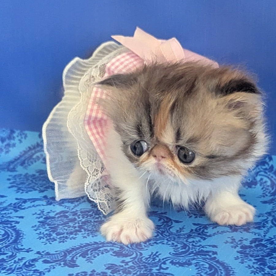 Roksolana Persian female, black tortie tabby harlequin