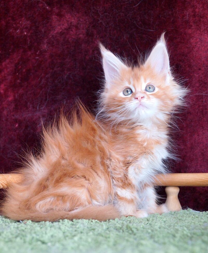 Orlenok Maine Coon male red silver tabby - live animals