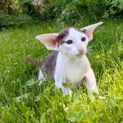 Puri Bembi Oriental Shorthair male, chocolate bicolour