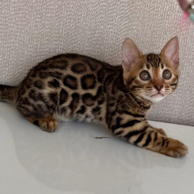 Fortuna Bengal female black spotted tabby - live animals