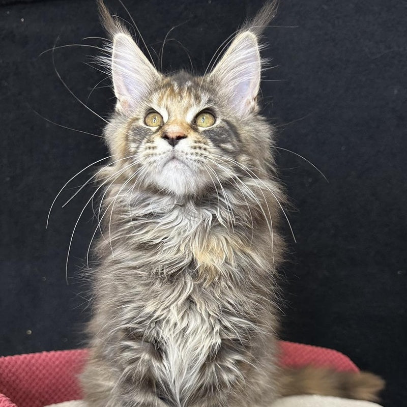 Carmen Maine Coon female, black tortie tabby