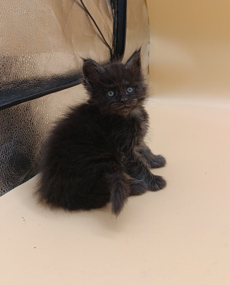 Isabelle Maine Coon female black silver live animals