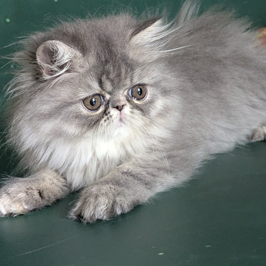 Donya Persian female, blue tortie