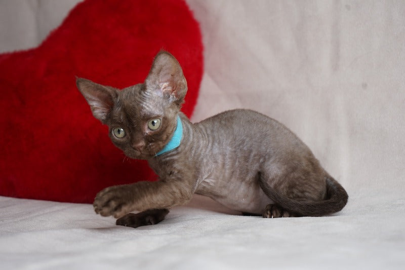 Makar Devon Rex male chocolate - live animals