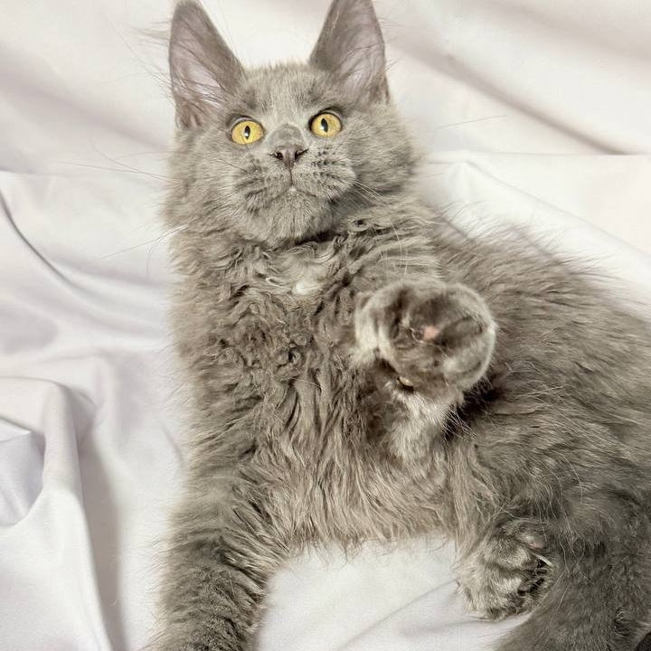 Fablette Maine Coon polydactyl 6x6x6x6 female, blue silver with white