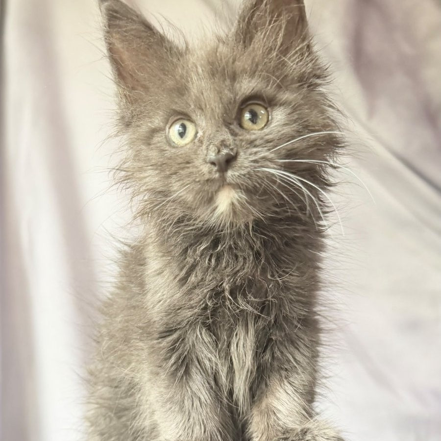 Nigel Maine Coon male, blue with white