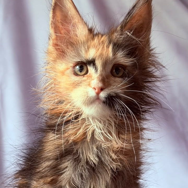 Nami Maine Coon polydactyl 5x5x6x6 female, black tortie with white