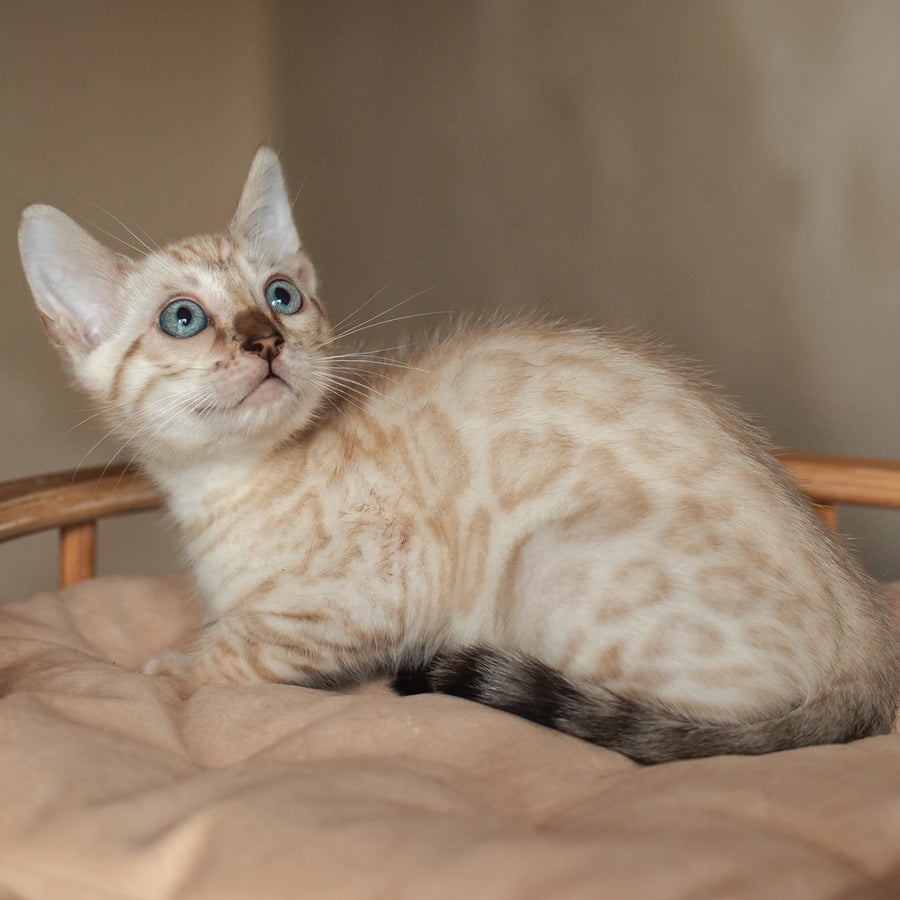 Nelson Bengal male, black pointed