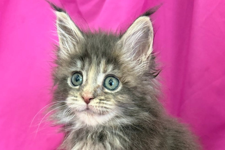 Wanessa Maine Coon female black tortie tabby live animals