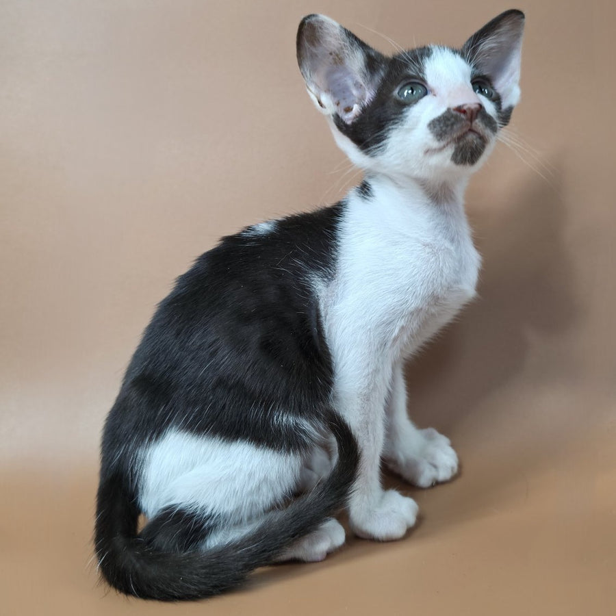 Koji Oriental Shorthair male, chocolate bicolour