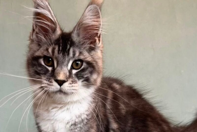 North Maine Coon male, black silver tabby with white