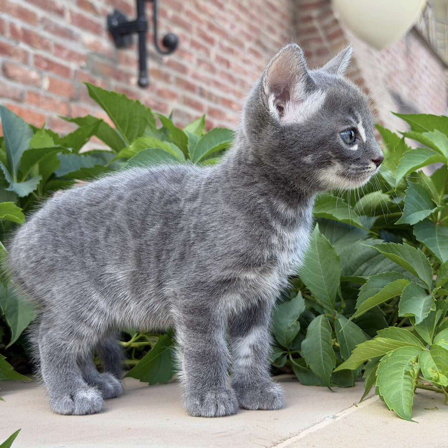 Calvin Bengal male, blue silver spotted tabby