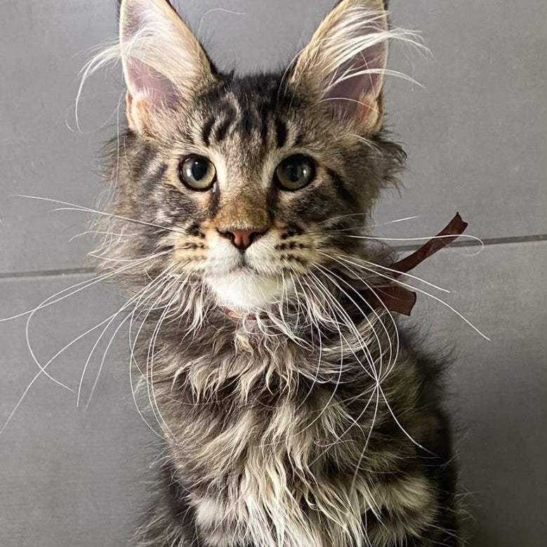 Albasatin Maine Coon male, black tabby