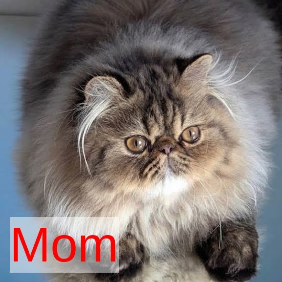 Timoti Persian male, cream tabby