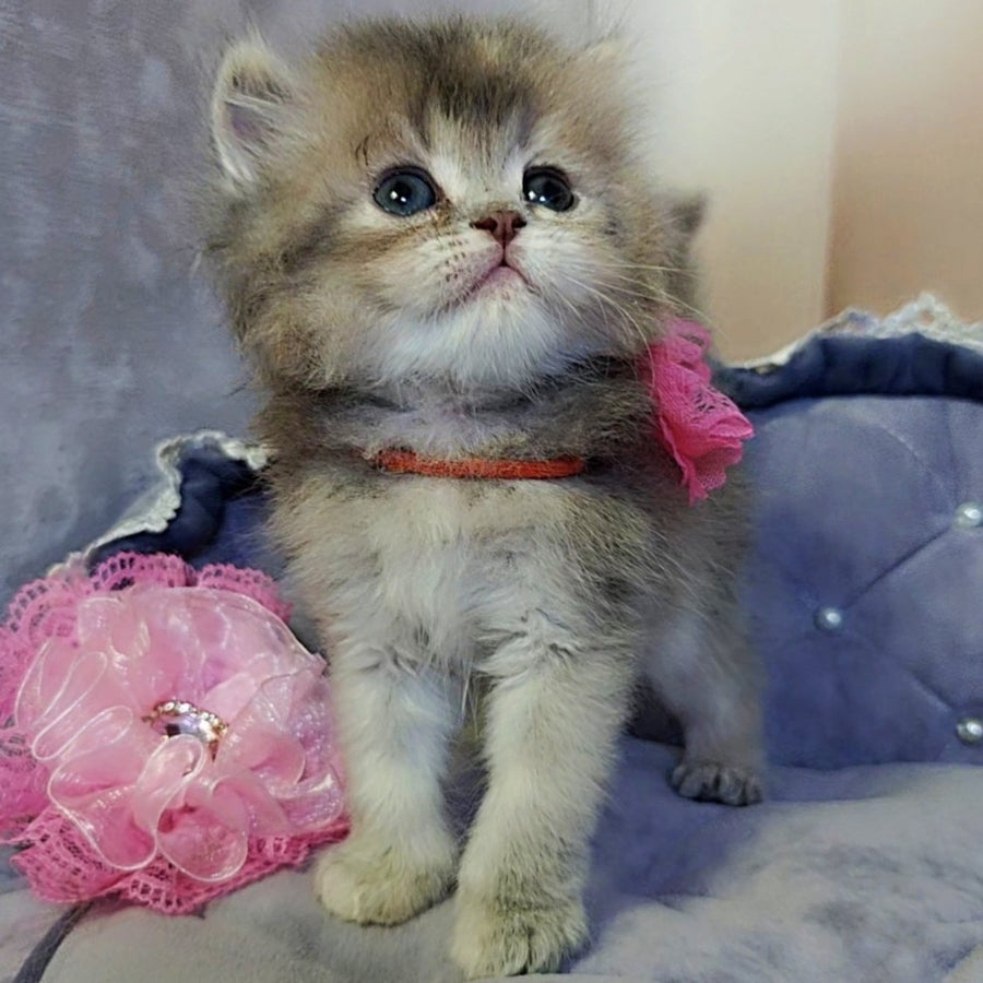 Tina British Longhair female, blue tortie