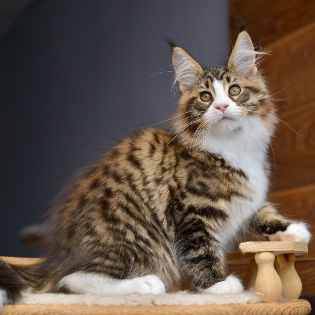 Bright Star Maine Coon male, black with white spotted tabby