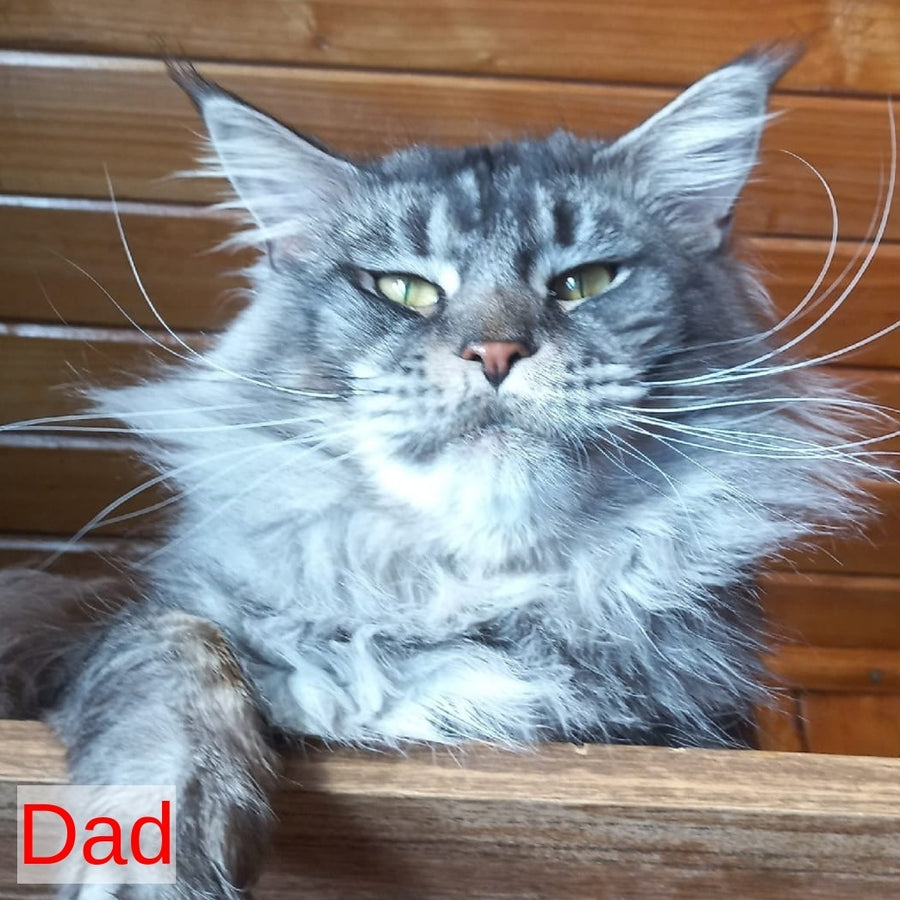 Yarik Maine Coon male, black tabby