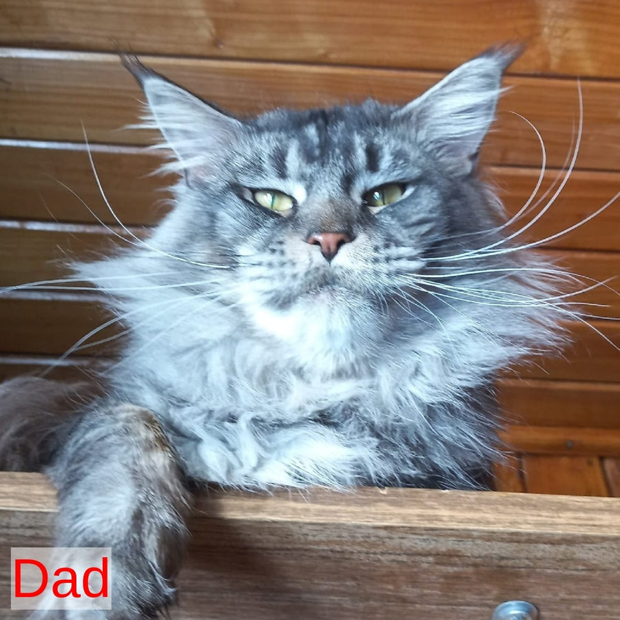 Yesenia Maine Coon female, black tortie tabby