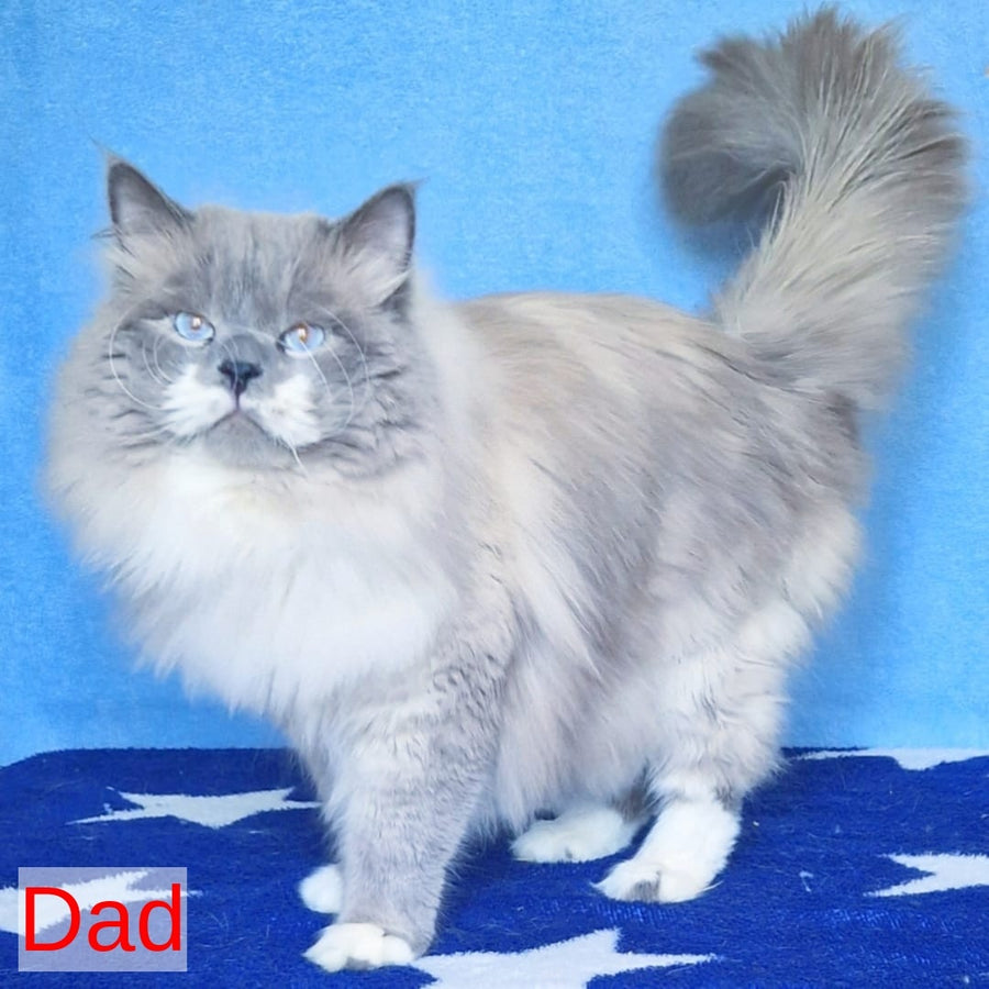 Endy Siberian male, blue bicolour tabby pointed