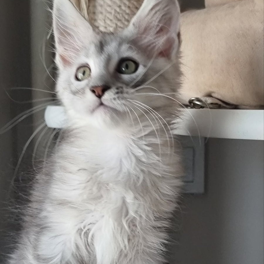 Eveta Maine Coon female, black silver tabby