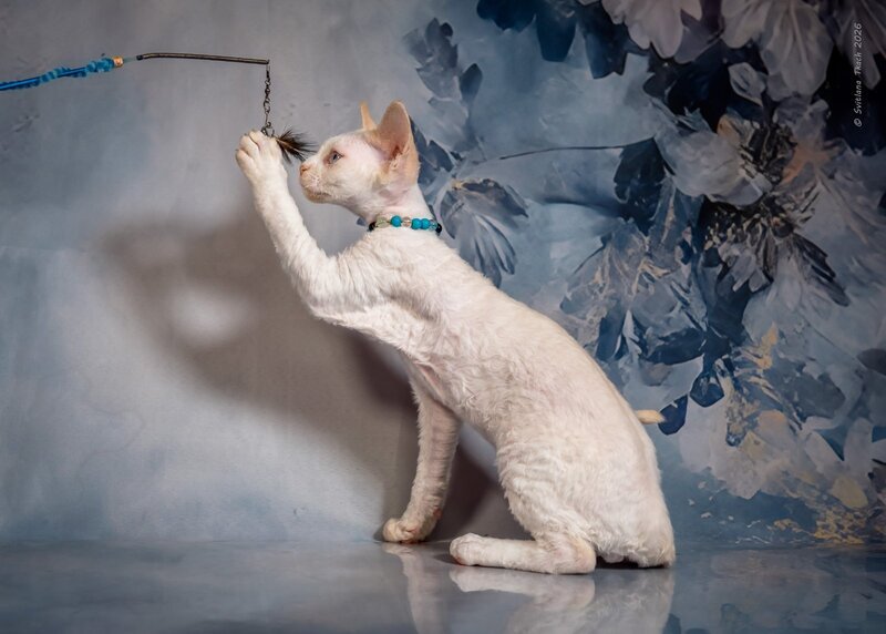 Ice Cream Devon Rex male red pointed - live animals