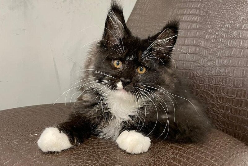 Irik Maine Coon male, black with white