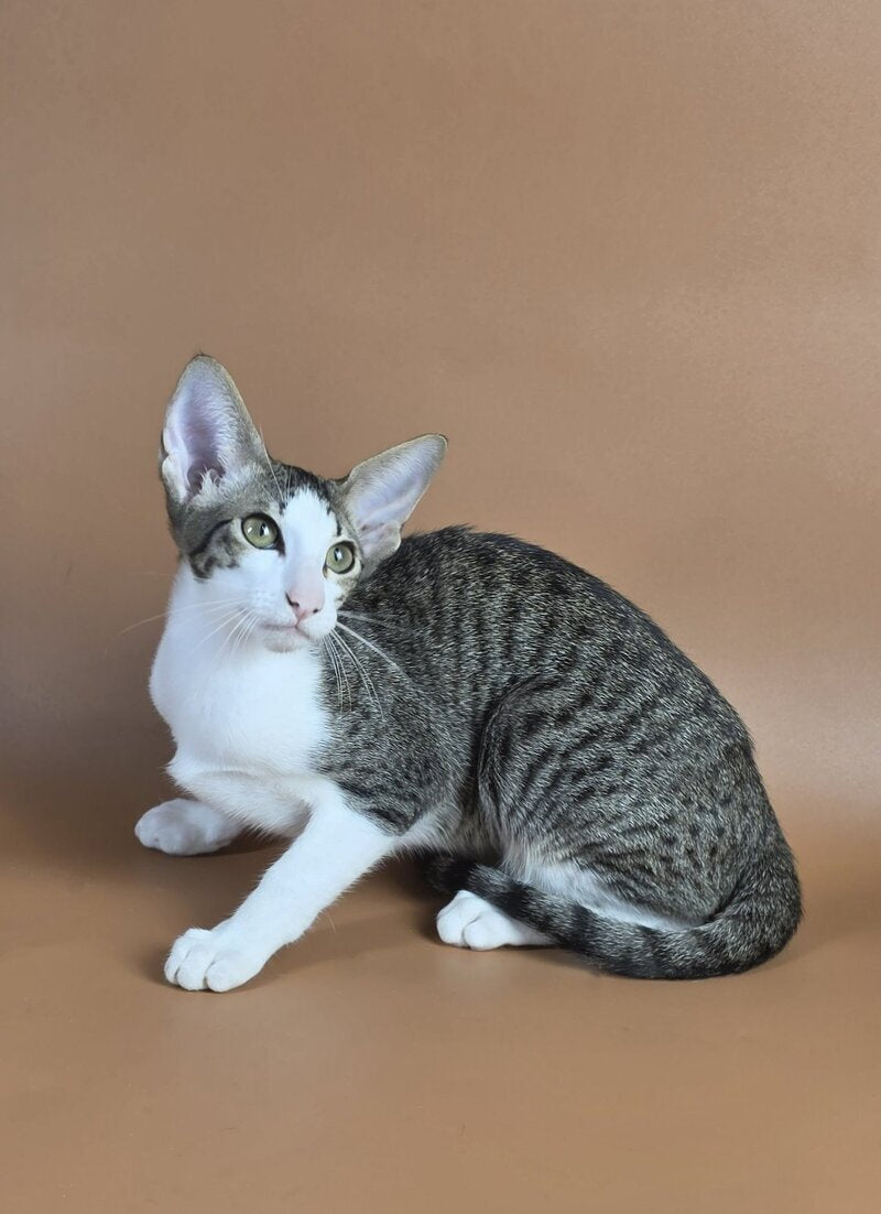 Ulya Oriental Shorthair female black bicolour spotted tabby - live animals