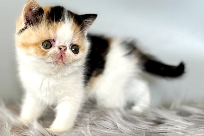 Zara Exotic female, black tortie bicolour