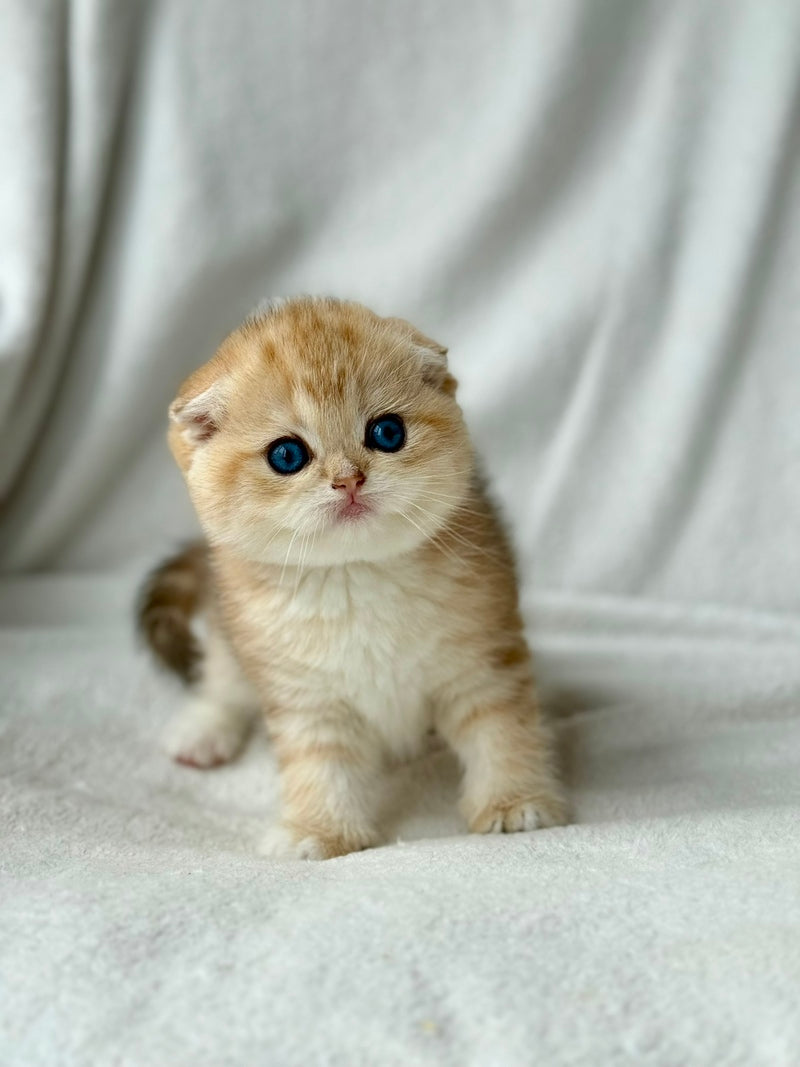 Xena Scottish Fold female black golden tabby - live animals