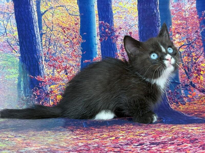 Zevs Munchkin male, black bicolour
