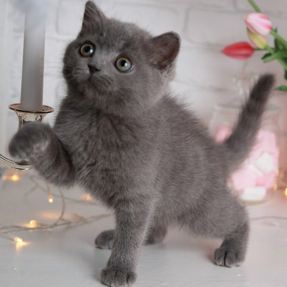 Alan British Shorthair male, blue