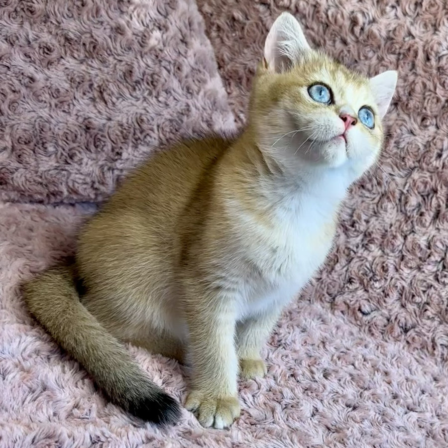Finik British Shorthair male, black golden shaded with white