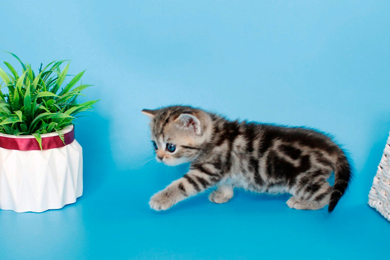 Kamilla British Shorthair female black silver tabby - live animals
