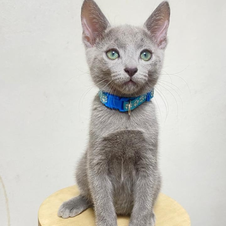 Frant Russian Blue male, blue