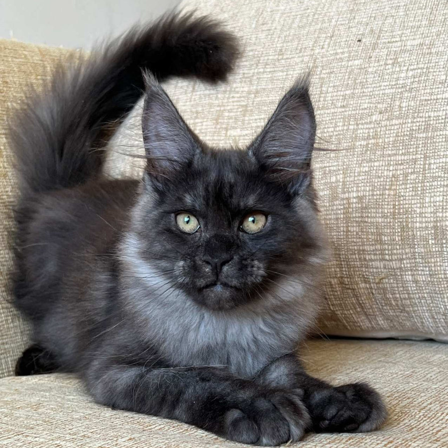 Atlantic Maine Coon female, black silver