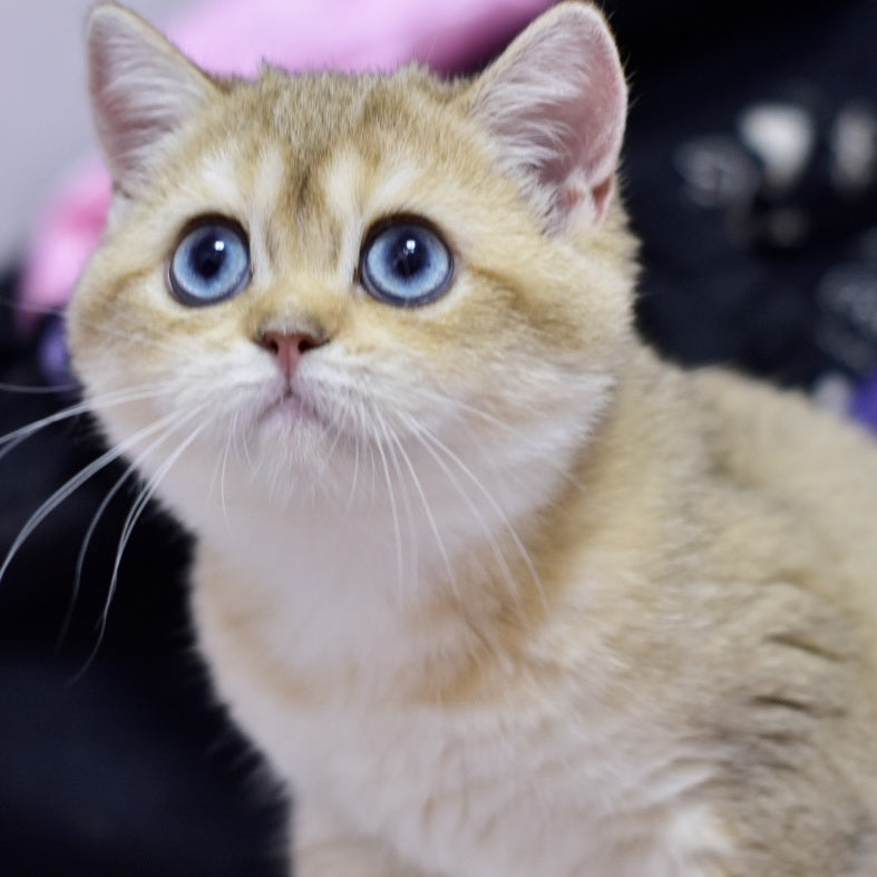 Infinity British Shorthair female, black golden shaded