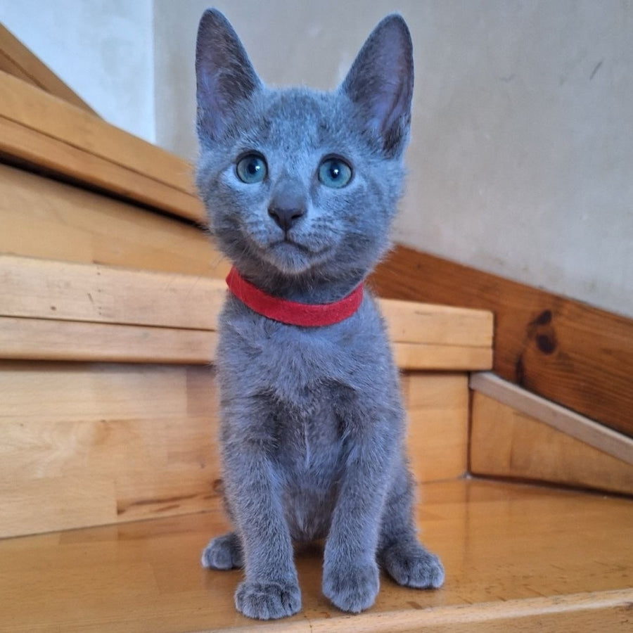 Como Russian Blue male, blue