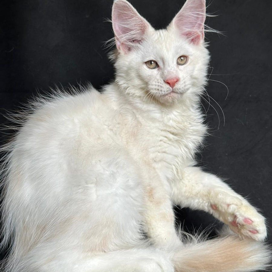 Juno Maine Coon male, red silver shaded
