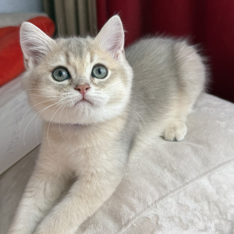 Erik Scottish Straight male, blue golden shaded