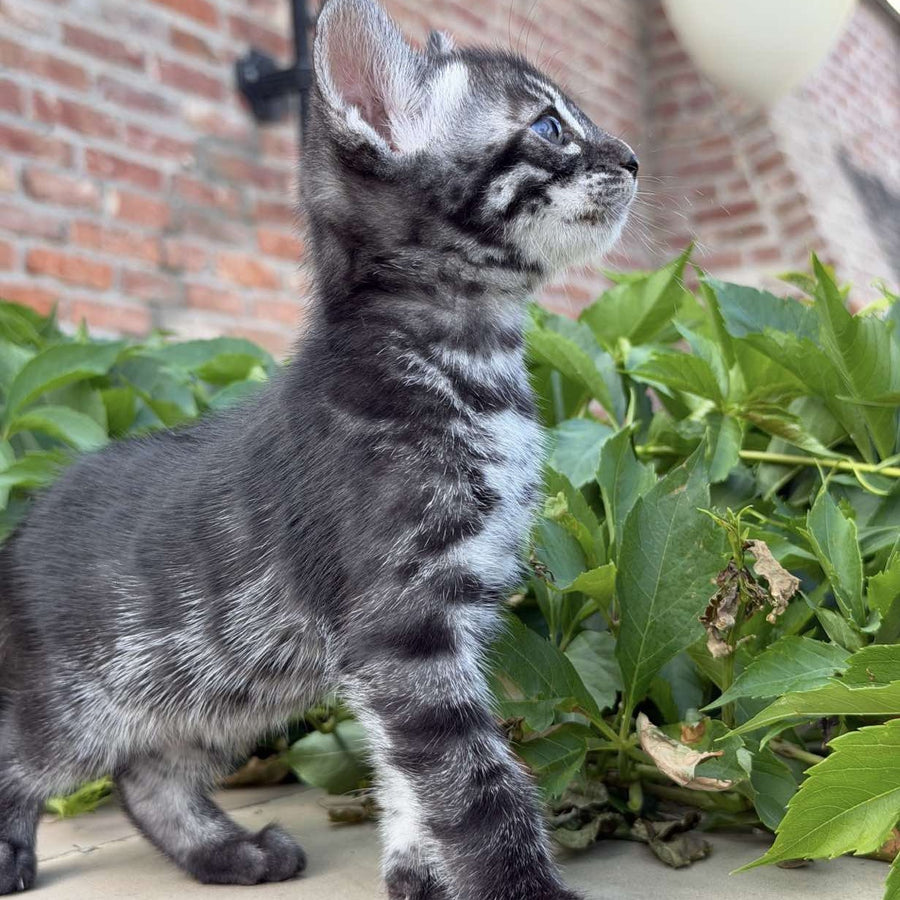 Chopard Bengal male, black silver spotted tabby