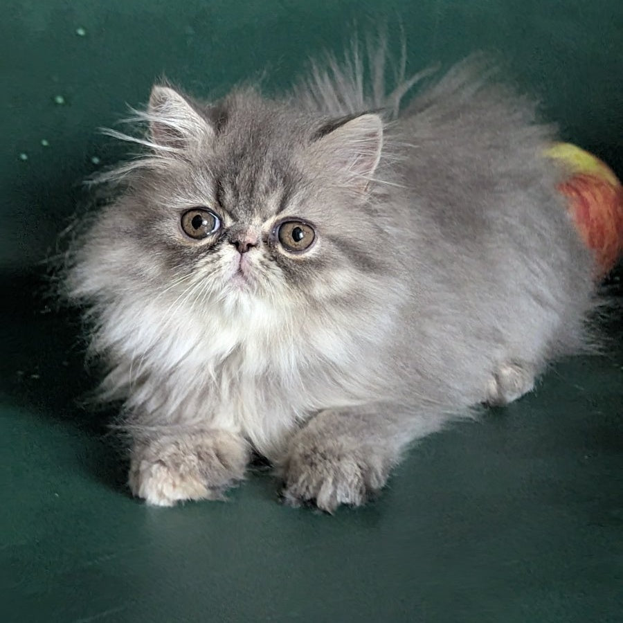 Donya Persian female, blue tortie