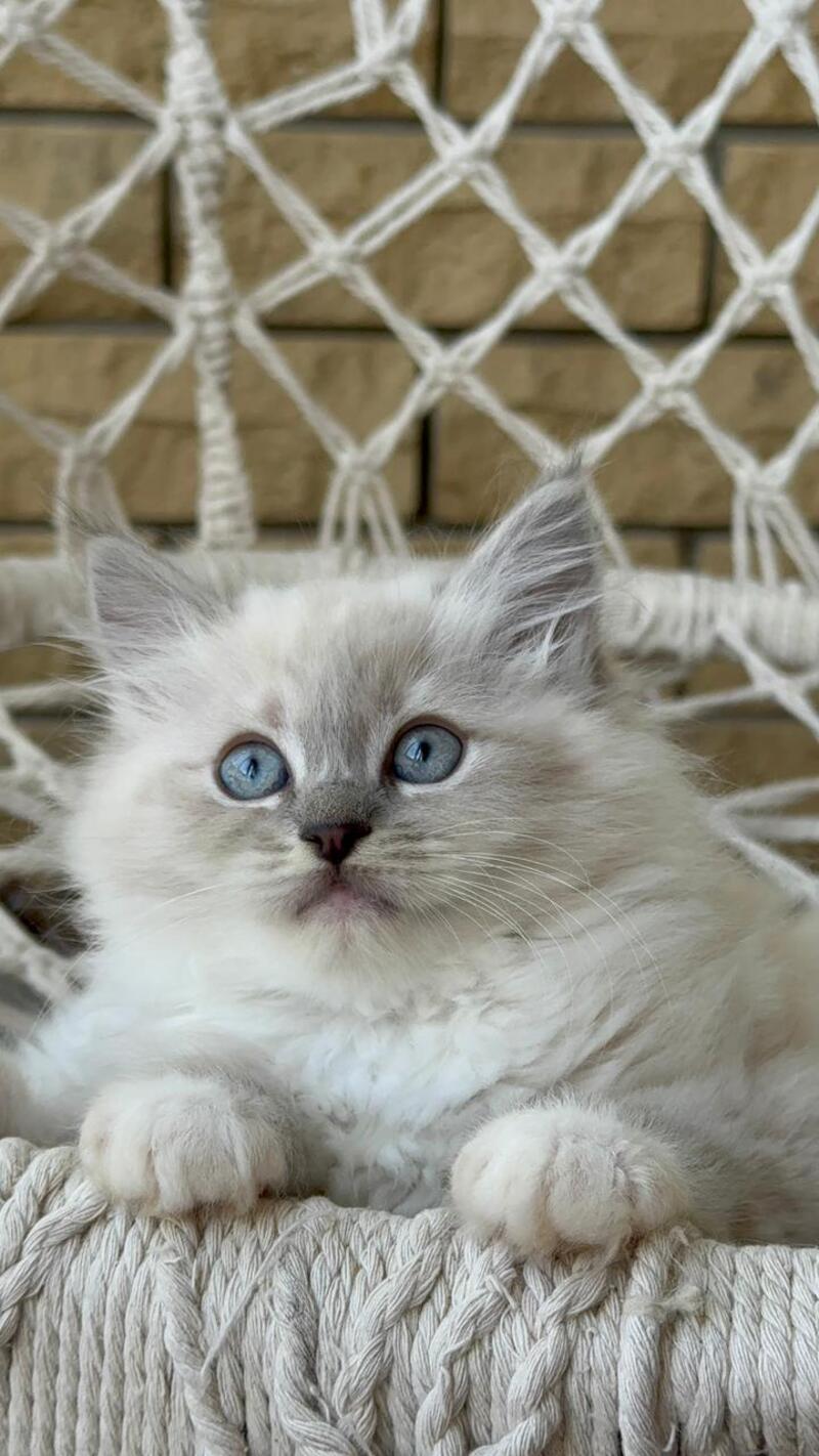 Even Siberian male, blue pointed bicolour